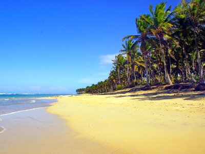 Coconut trees sand shore photo