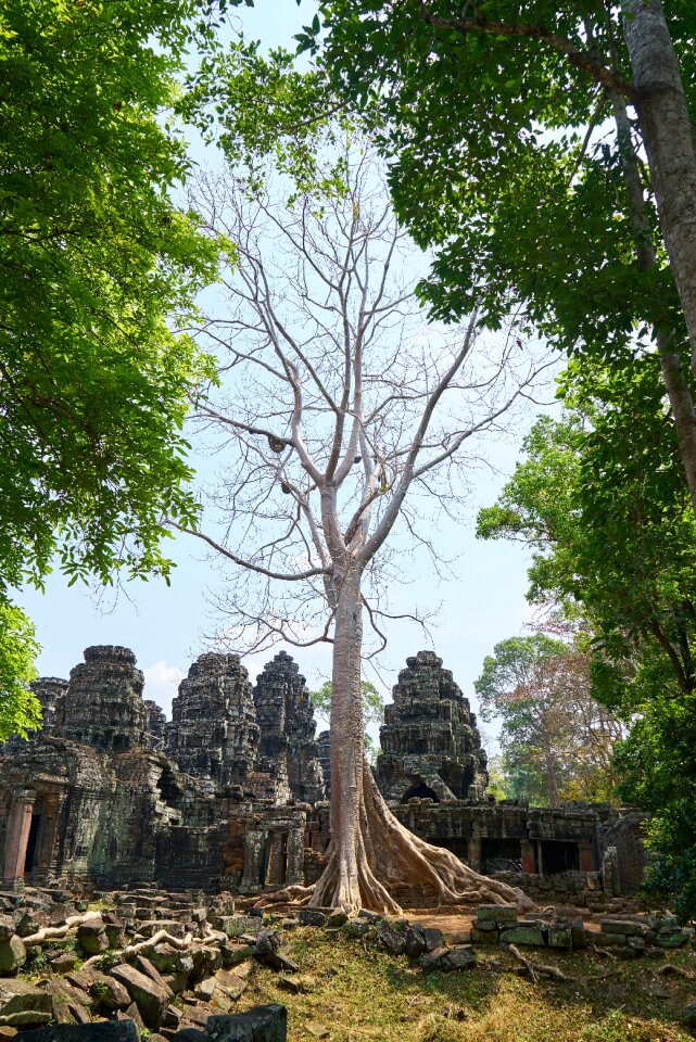 Big old cambodia