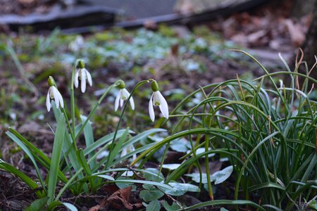 Spring snowdrops flowers