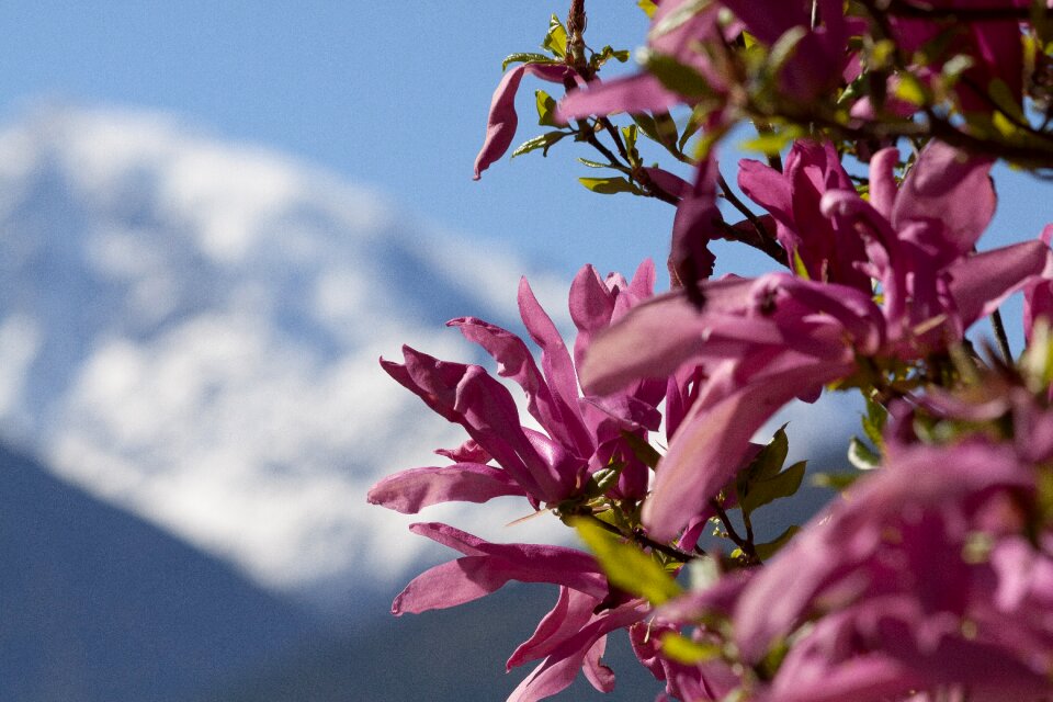 Mountains snow spring photo