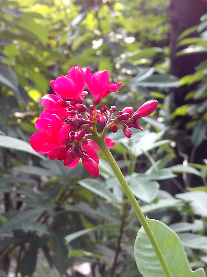 Nature bush flower pin