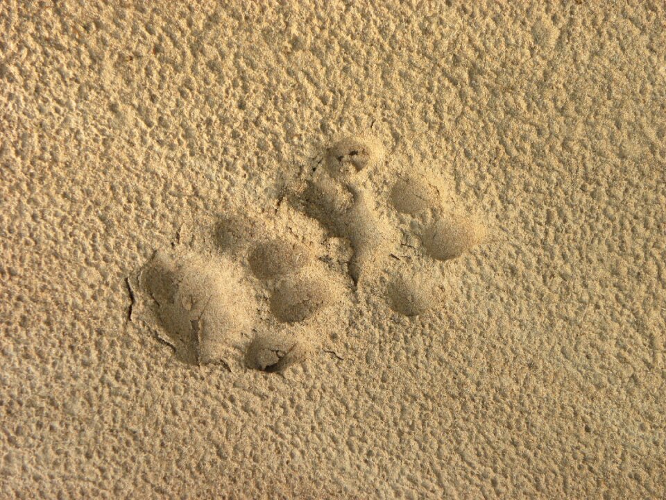 Feline animal footprint