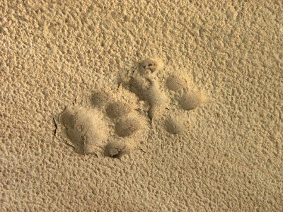 Feline animal footprint