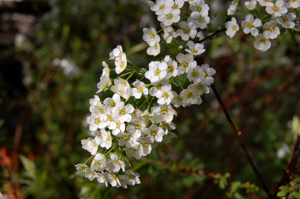 Flower white flowers white splendour