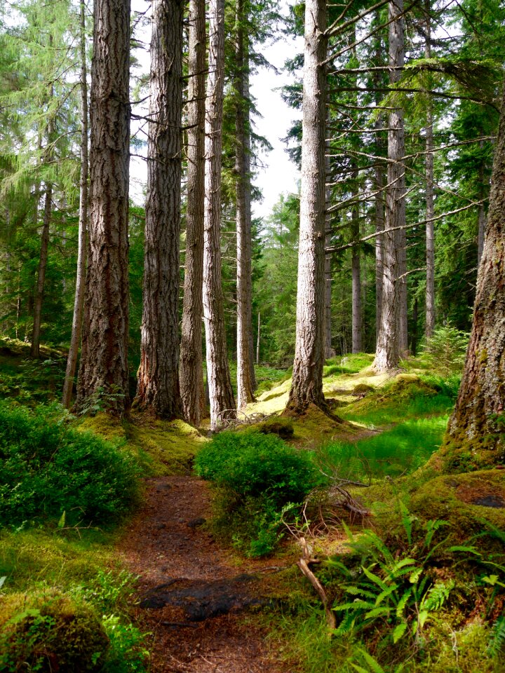Green grass trail