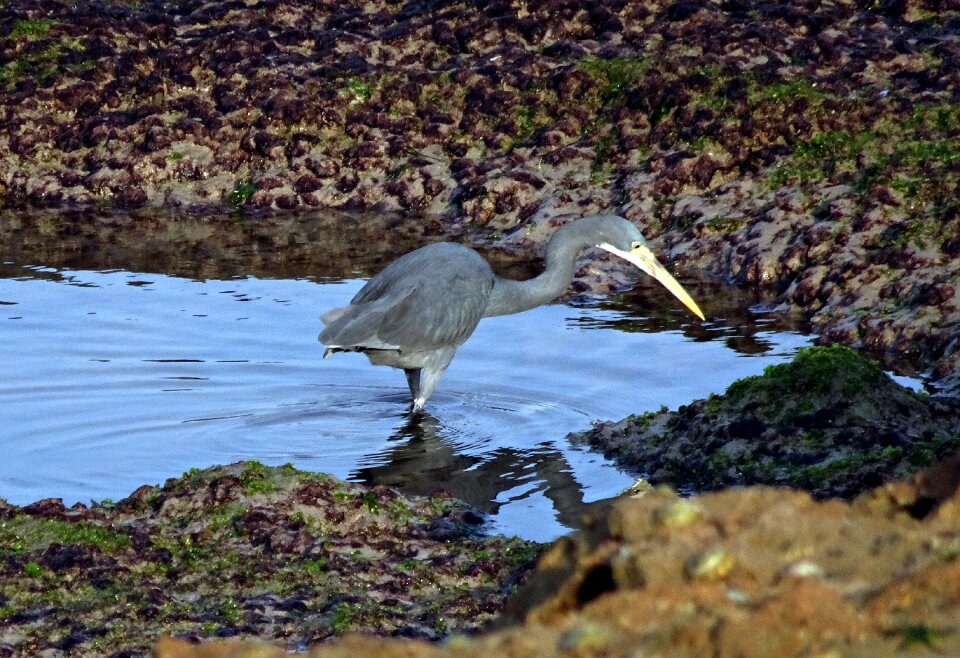 Egretta gularis western reef egret fauna photo