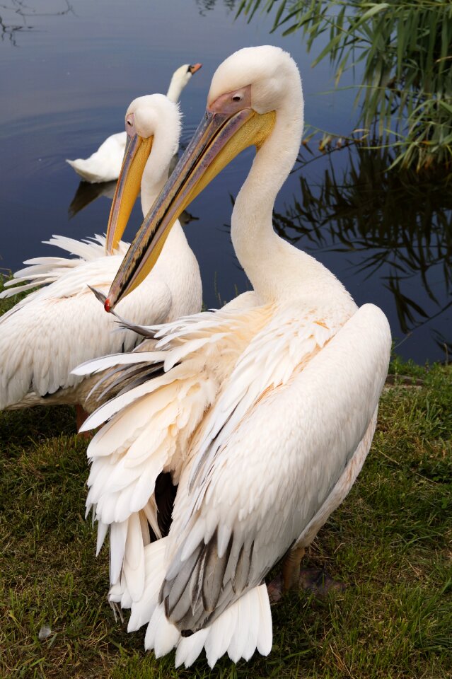 Feathered winged fauna