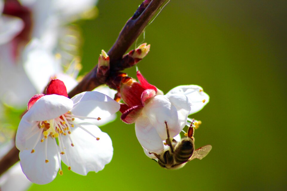 Spring honey nature