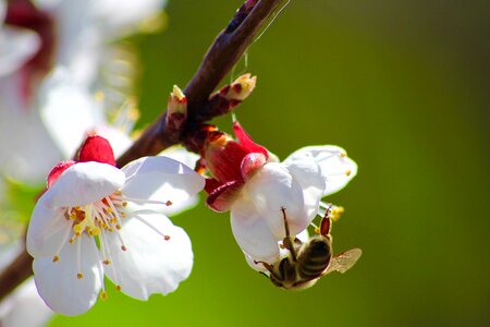 Spring honey nature photo