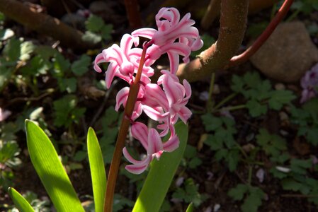 Early bloomer crocus pink