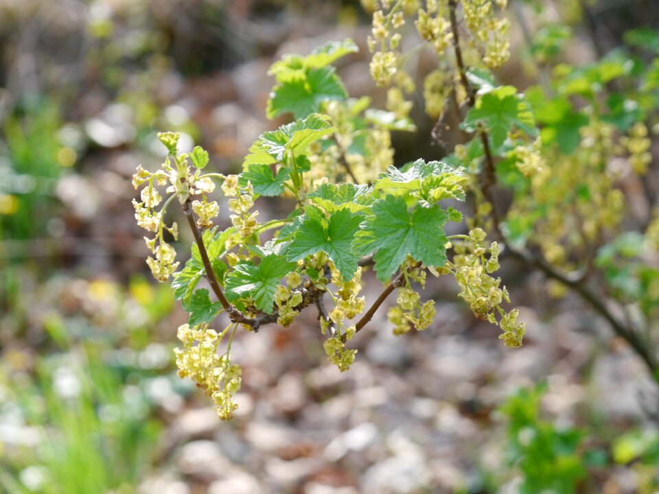 Bloom branch spring