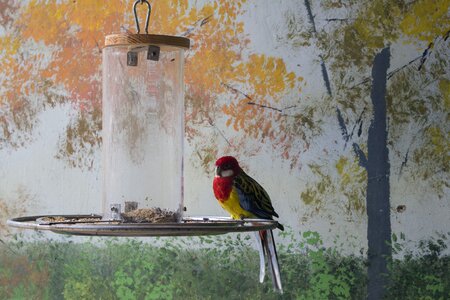 Animal parrot color