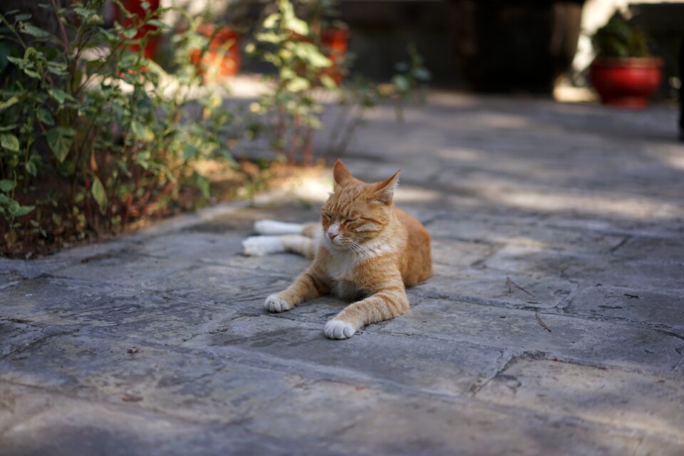 Temple of the cat hardship rest