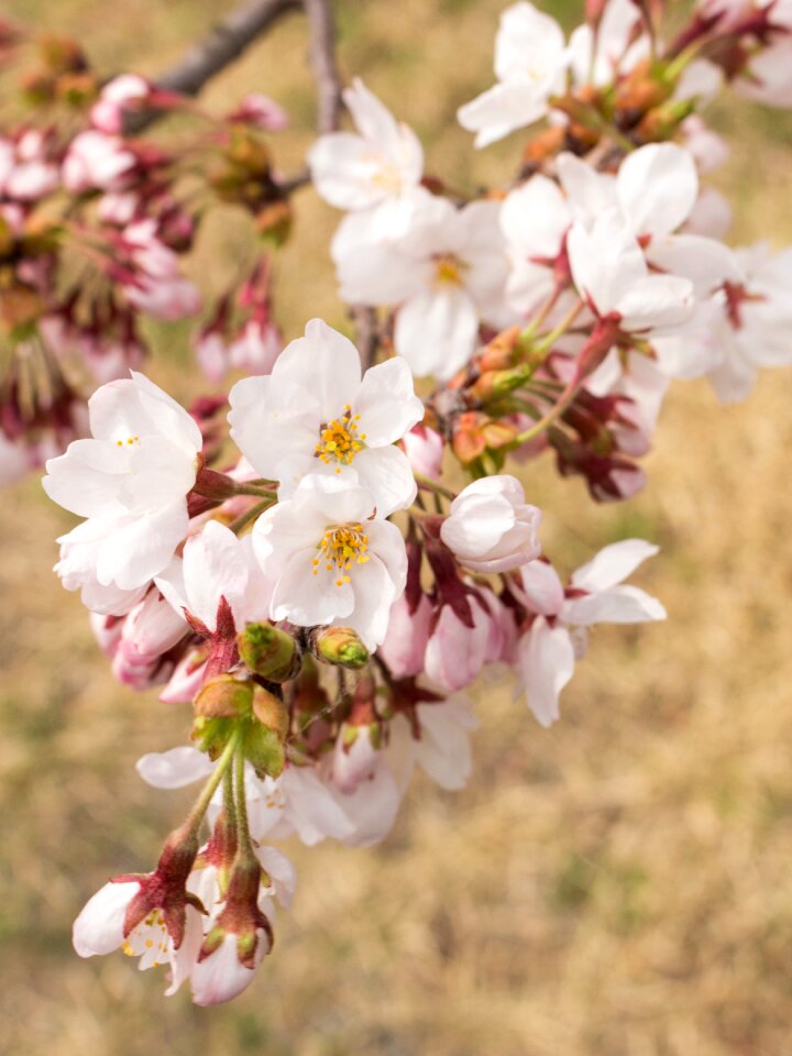 Spring wood lawn