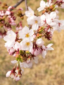 Spring wood lawn