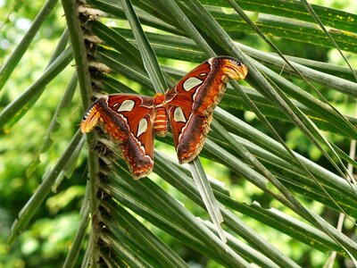 Large the largest butterfly insect