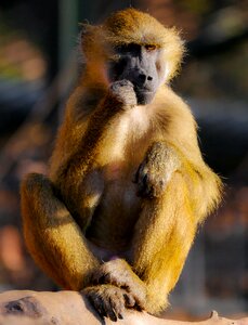 Sit thinking baboon photo