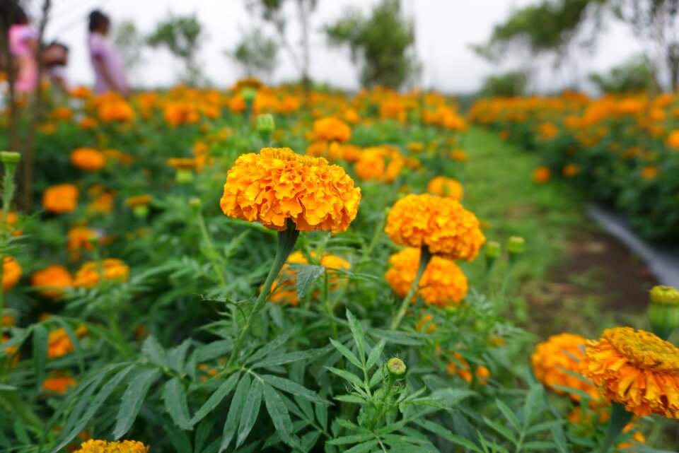 Nature tropical flowers summer