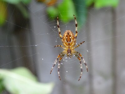 Scary phobia fascination photo