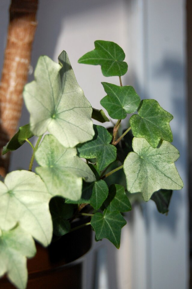 Plant leaves nature