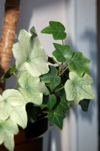 Plant leaves nature