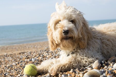 Sea cockapoo animal