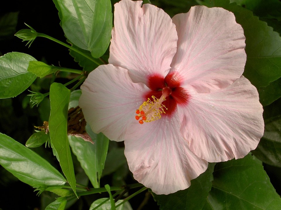 Blossom bloom pink