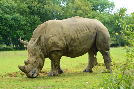 Nature animal wild
