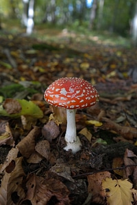 Symbol of good luck red fly agaric mushroom white dots photo