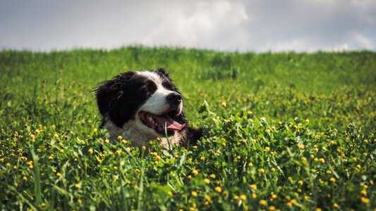 Animal pet snout photo