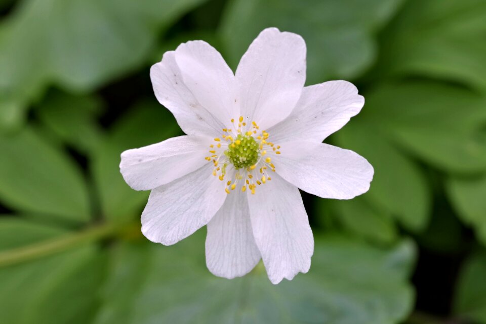 The petals tiny spring