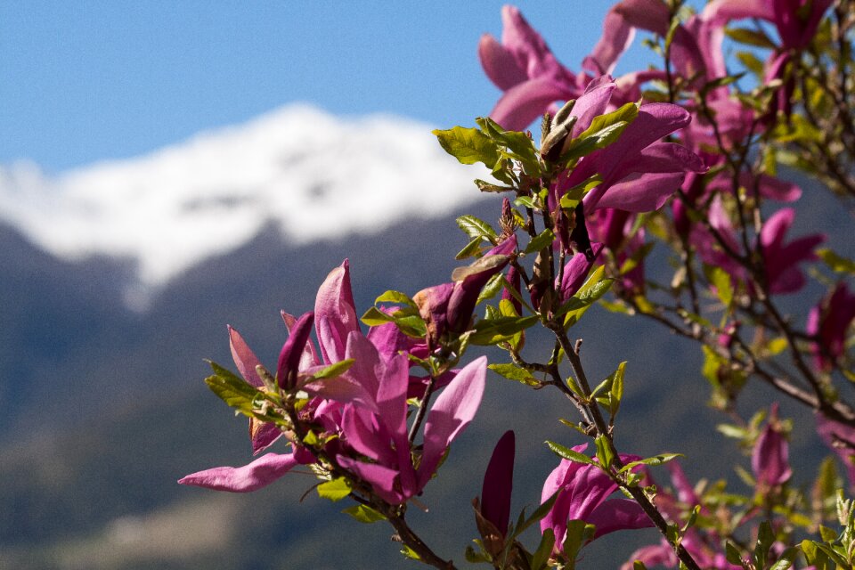 Mountains snow spring photo