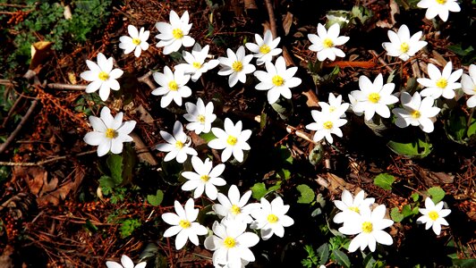 Forest spring vegetation