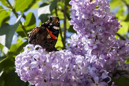 Flowers insects catalonia