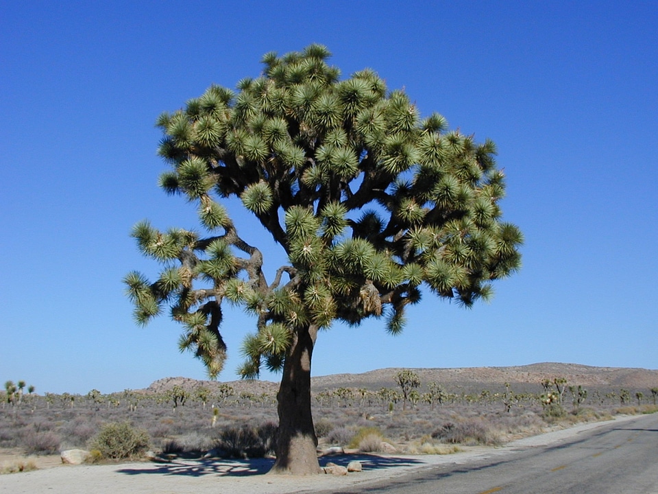 Joshua tree national park national park josuabaum