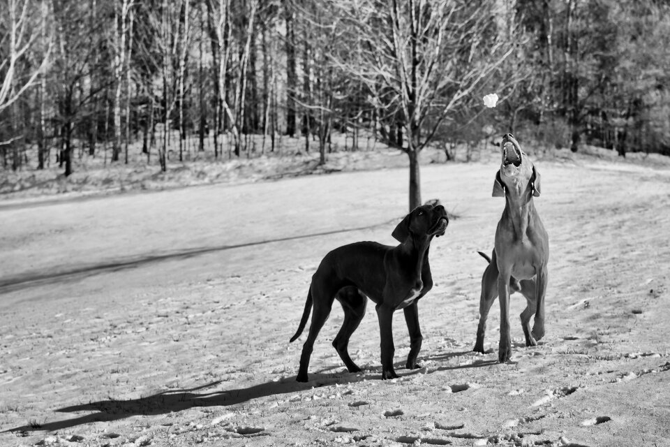 Weimaraner watches puppy great dane