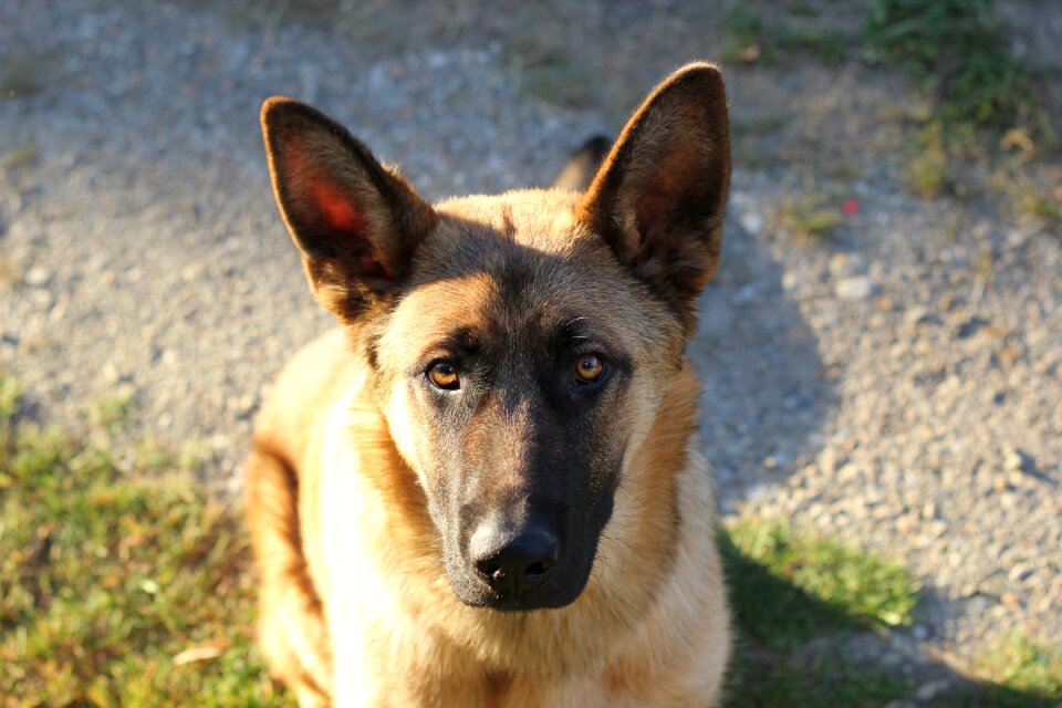 Animal sitting guard photo