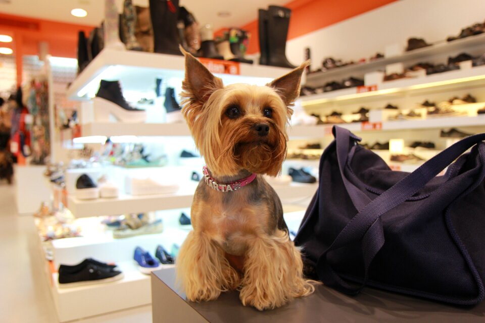 Darling small dog pet