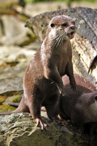 Animal water mammal