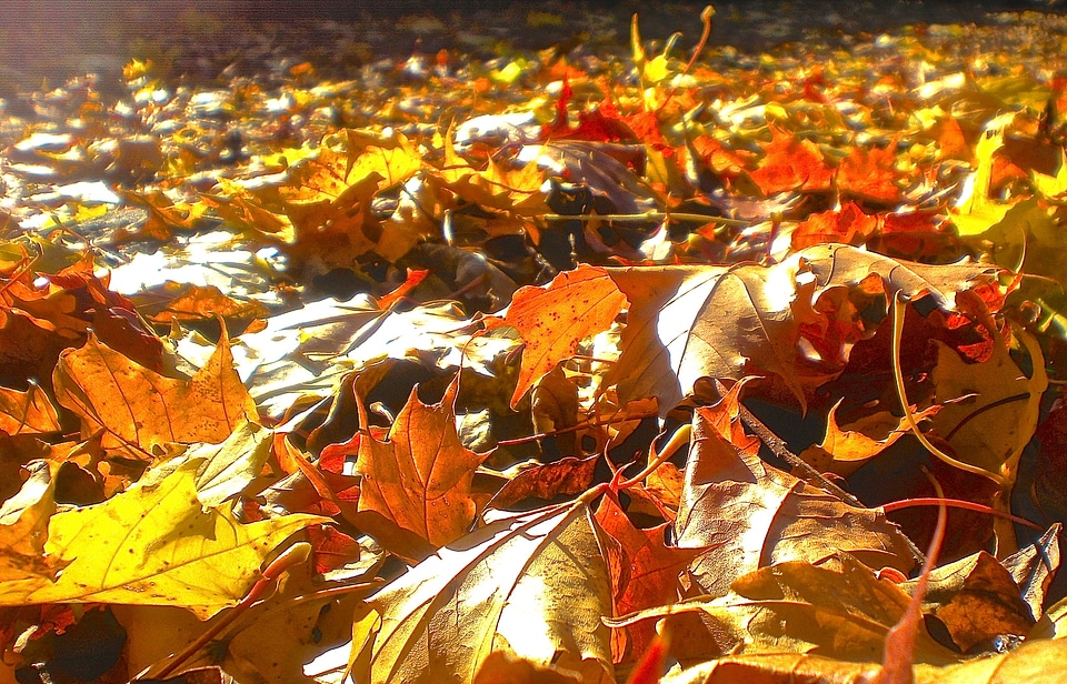 Leaf red yellow photo