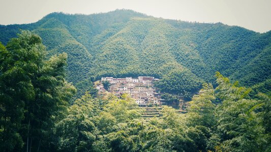 Wood pit bamboo spring