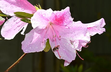 Pollinator insect animal photo