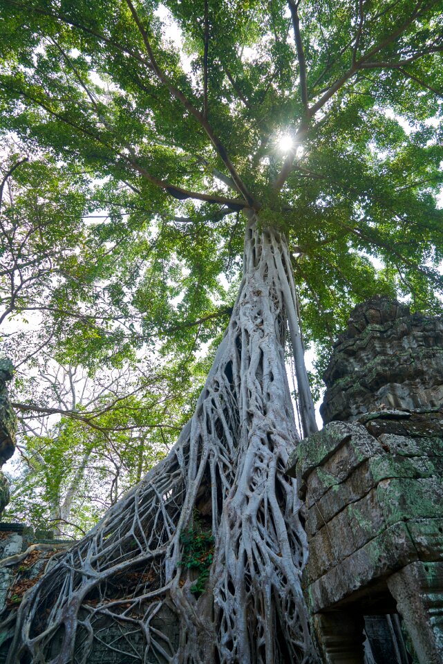 Big old cambodia