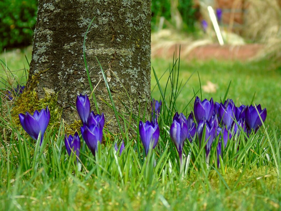 Spring flower purple photo