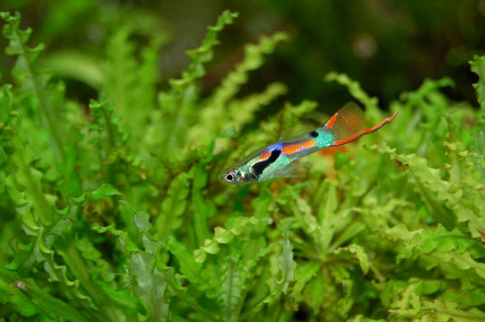 Color water creature underwater world
