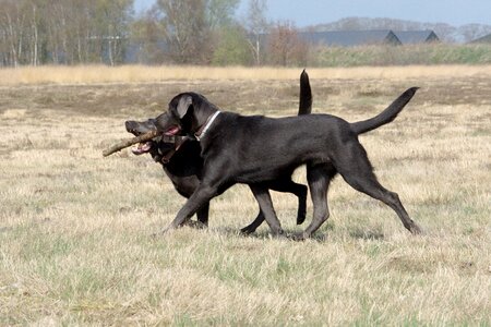 Dog playing animal outdoor