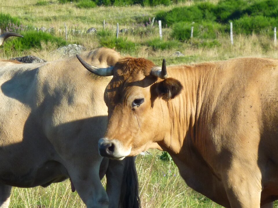 Breeding cow livestock