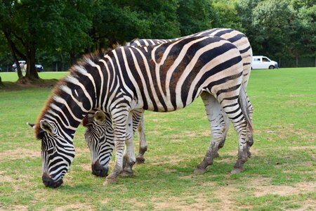 Animal animals grey