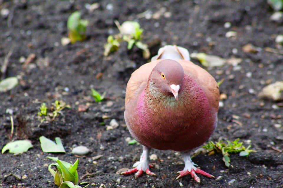 Wild natural animal