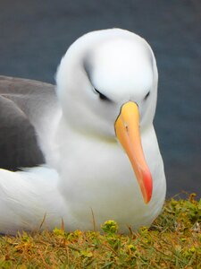 Albatross bird bill photo